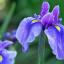 Iris/Hilik ծաղիկների | ծաղկեպսակների առաքում Երևան Iris/Hilik ծաղիկների | ծաղկեպսակների առաքում Երևան