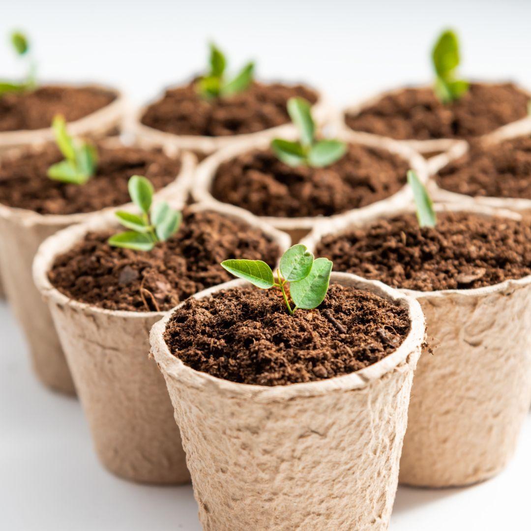 Seeds and bulbs ծաղիկների | ծաղկեպսակների առաքում Երևան Seeds and bulbs ծաղիկների | ծաղկեպսակների առաքում Երևան