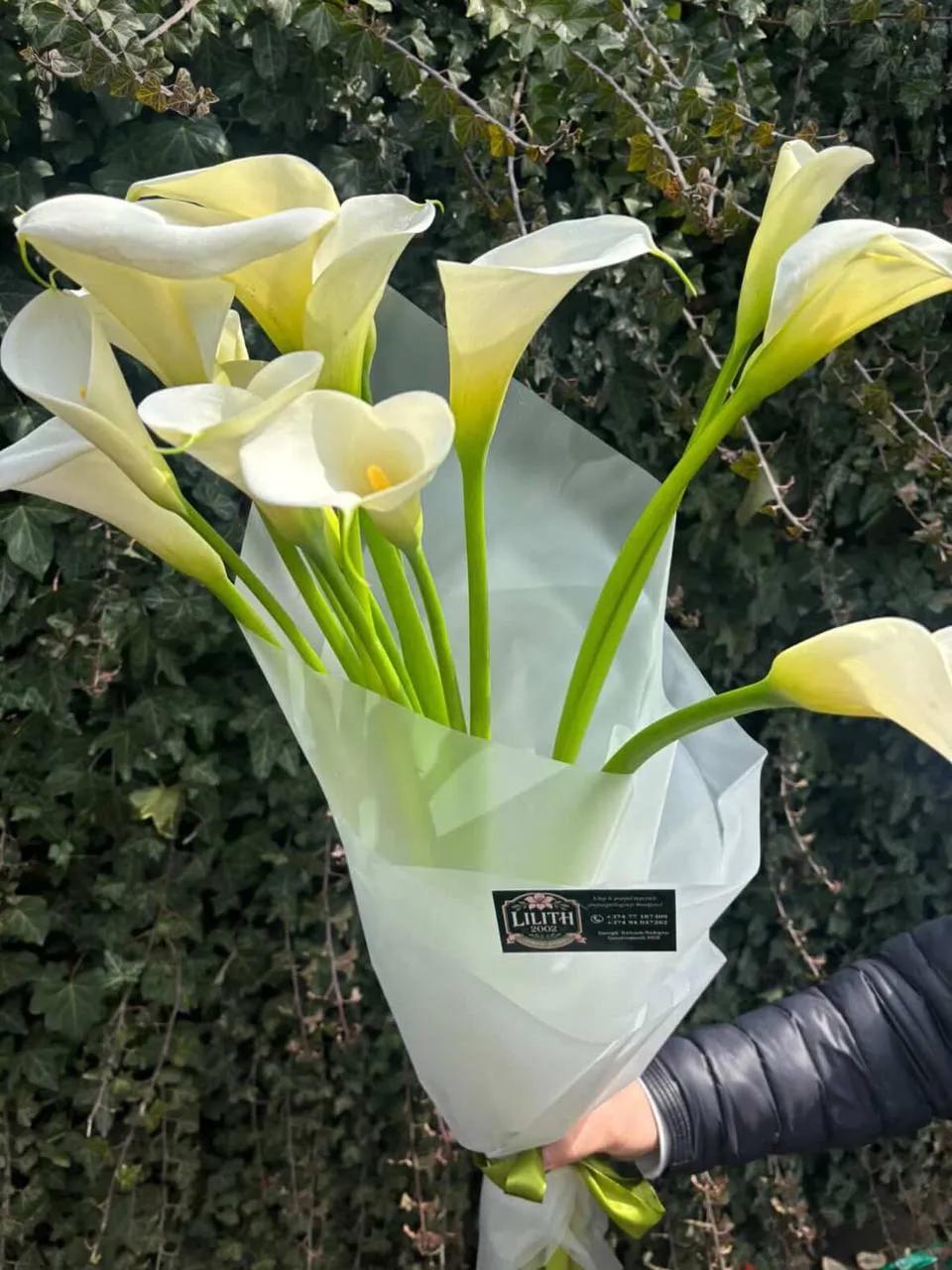 White calla lilies | ծաղիկներ, ծաղկեպսակներ, բույսեր Երևան White calla lilies | ծաղիկներ, ծաղկեպսակներ, բույսեր Երևան