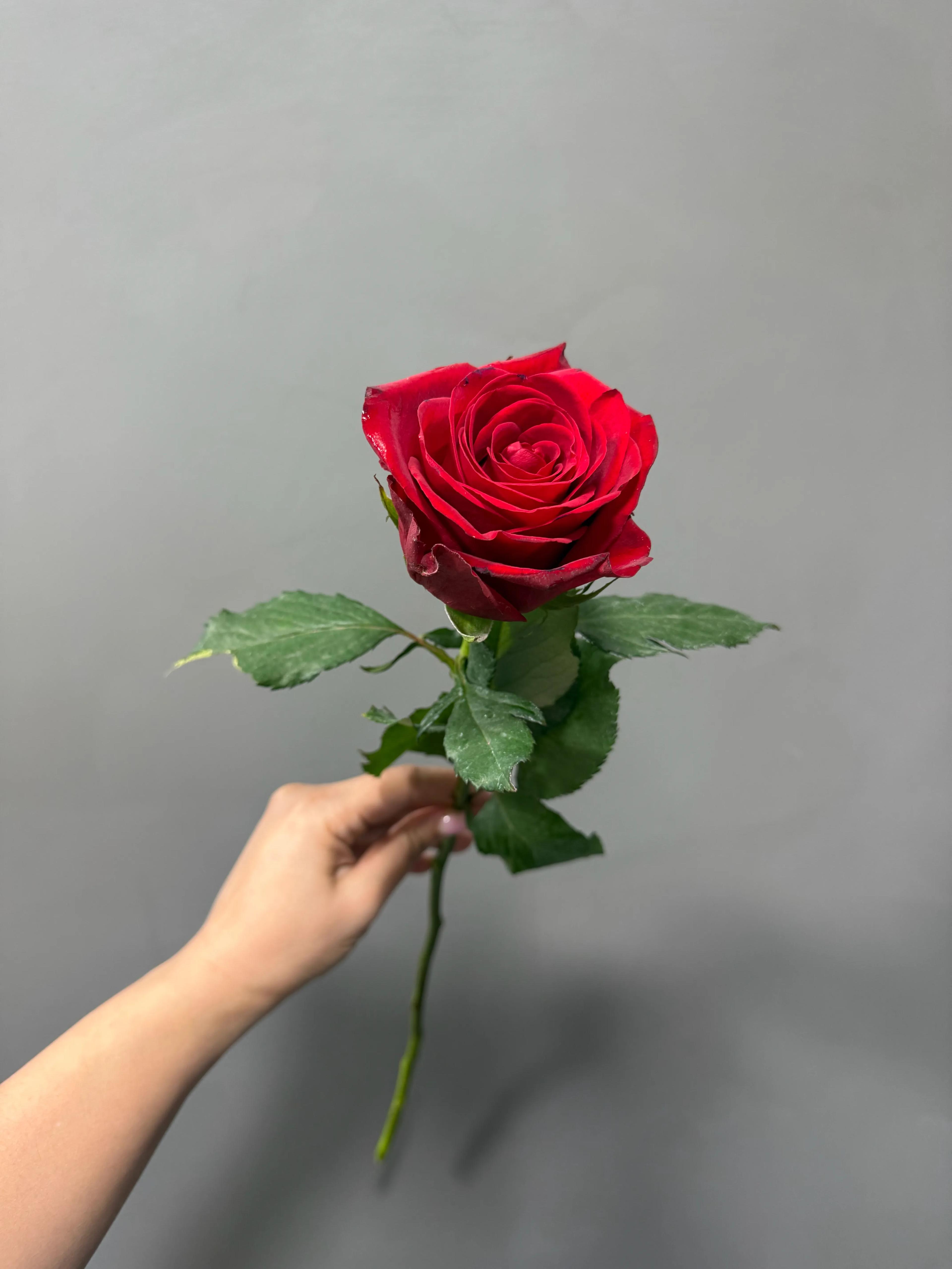 Red rose | ծաղիկներ, ծաղկեպսակներ, բույսեր - առաքում Երևան Red rose | ծաղիկներ, ծաղկեպսակներ, բույսեր - առաքում Երևան