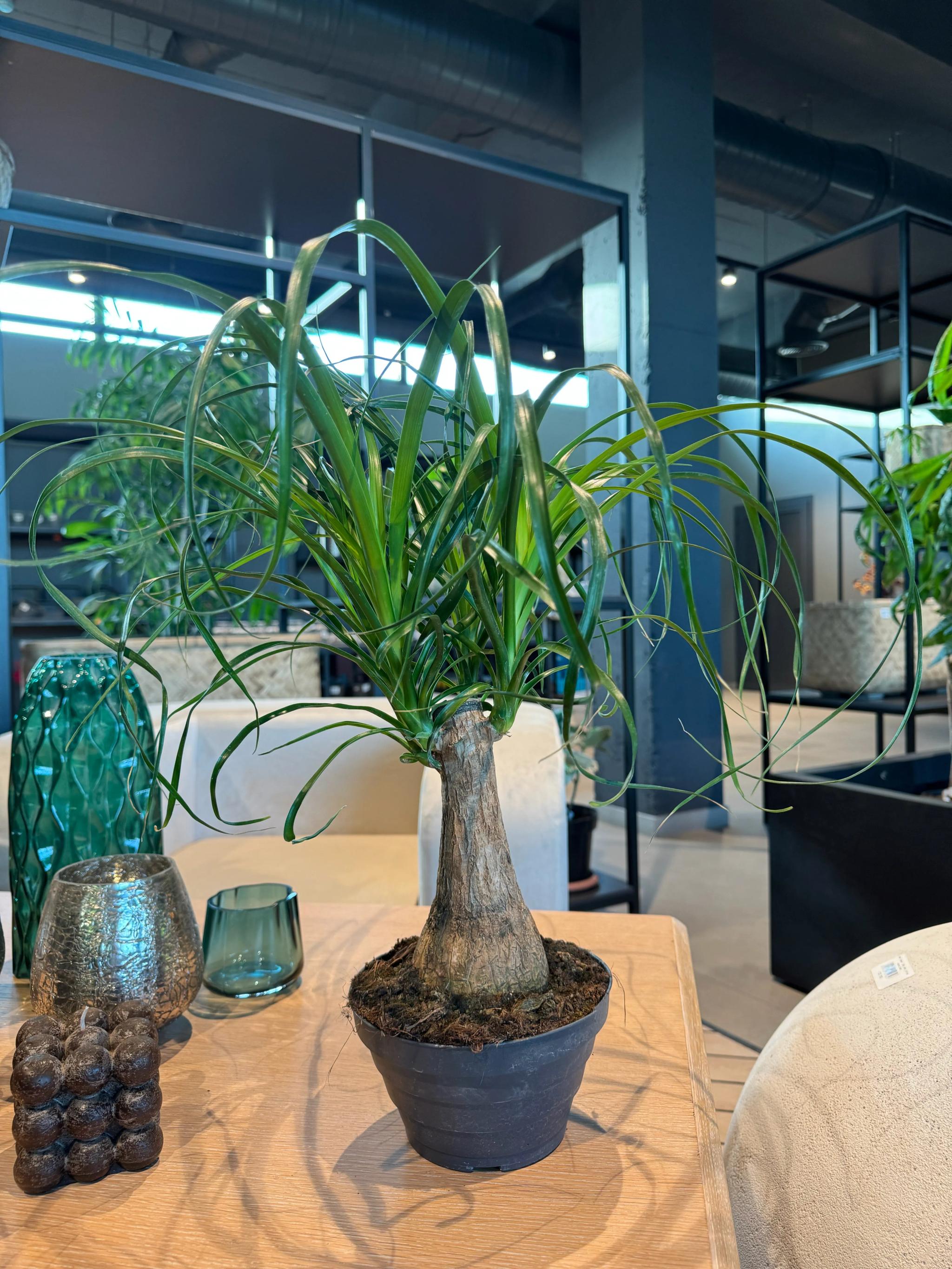 Bonsai (Նոլինա) | ծաղիկներ, ծաղկեպսակներ, բույսեր Երևան Bonsai (Նոլինա) | ծաղիկներ, ծաղկեպսակներ, բույսեր Երևան